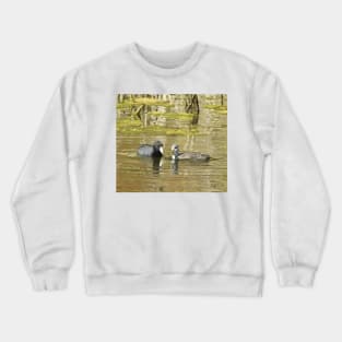 American Coots, birds, wildlife, gifts, mama and babe Crewneck Sweatshirt